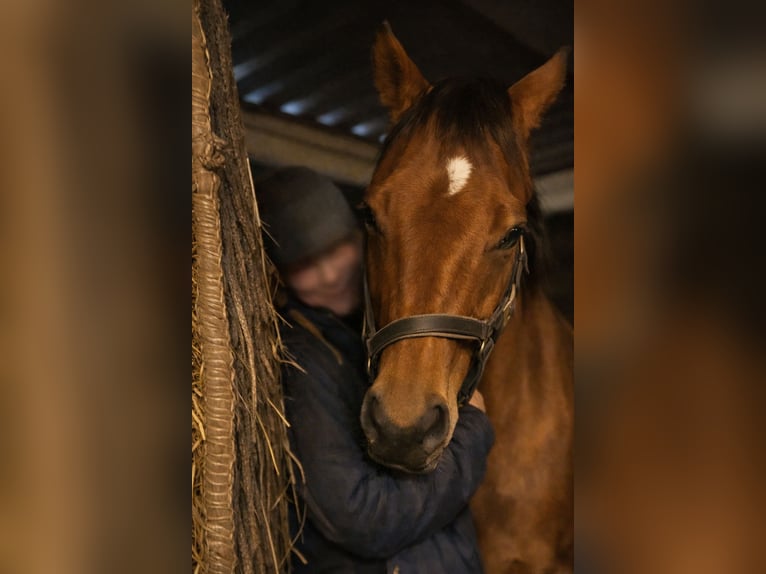 Purosangue inglese Giumenta 9 Anni 165 cm Baio in Sint Maarten