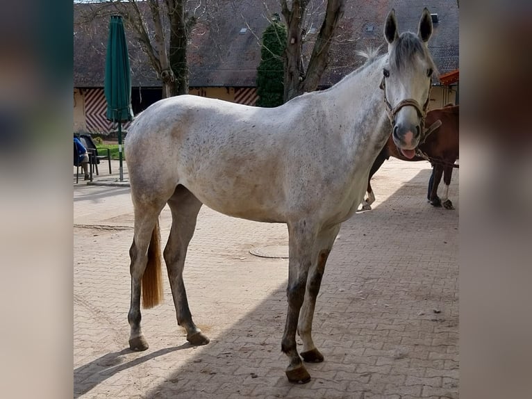 Purosangue inglese Giumenta 9 Anni 165 cm Grigio in Frankenthal (Pfalz)