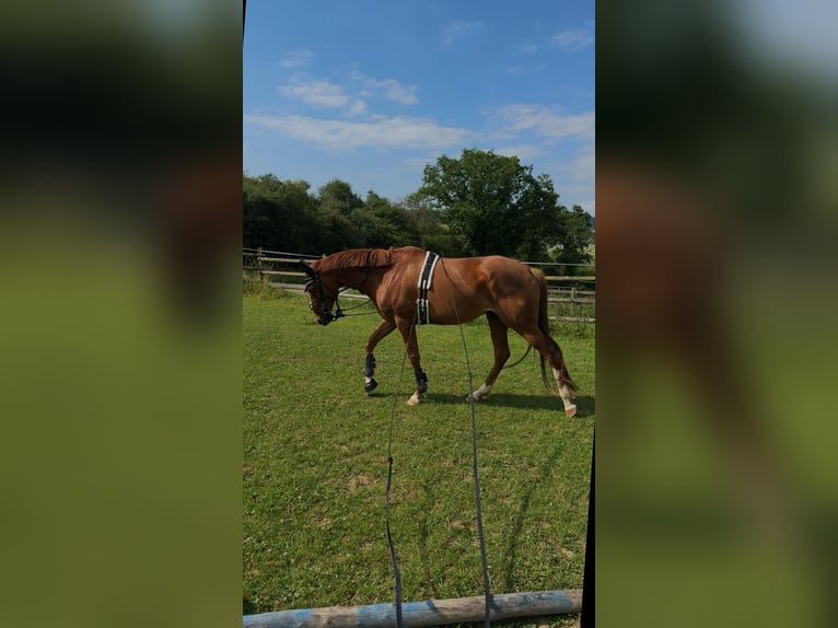 Purosangue inglese Giumenta 9 Anni 165 cm Sauro in Rüsselsheim