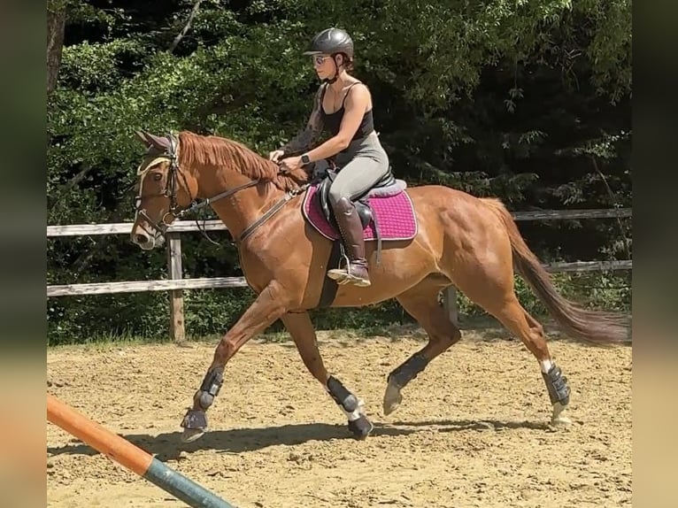 Purosangue inglese Giumenta 9 Anni 165 cm Sauro in Rüsselsheim