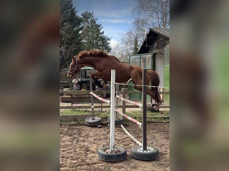 Purosangue inglese Giumenta 9 Anni 165 cm Sauro in Rüsselsheim