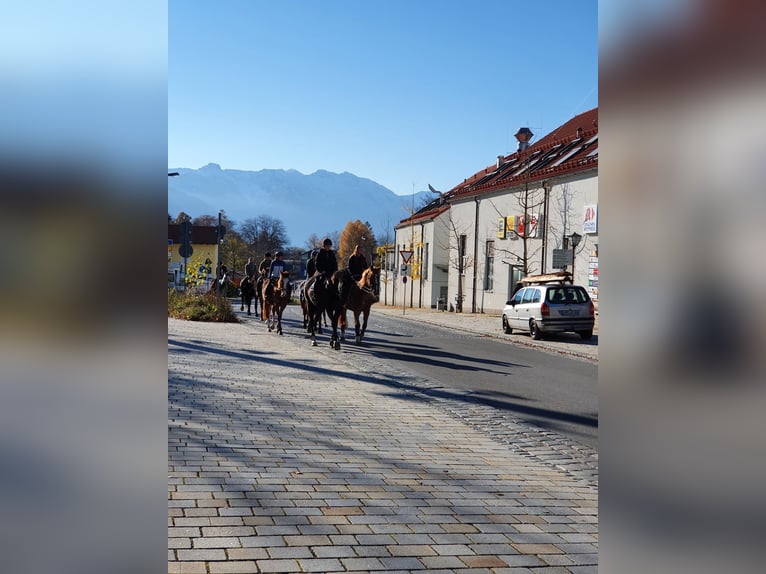Purosangue inglese Giumenta 9 Anni 165 cm Sauro in Murnau