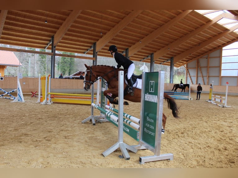 Purosangue inglese Giumenta 9 Anni 165 cm Sauro in Murnau