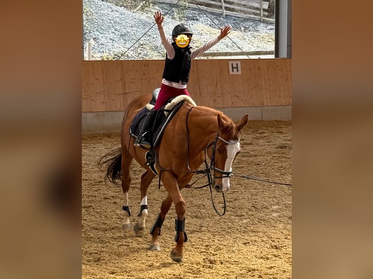 Purosangue inglese Giumenta 9 Anni 165 cm Sauro in Murnau