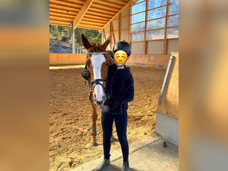 Purosangue inglese Giumenta 9 Anni 165 cm Sauro in Murnau
