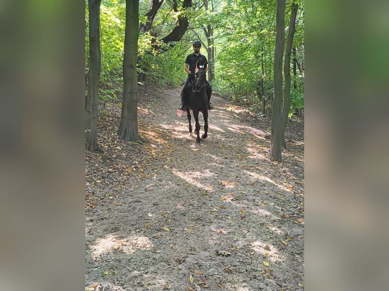 Purosangue inglese Giumenta 9 Anni 166 cm Baio scuro in MichałoWice