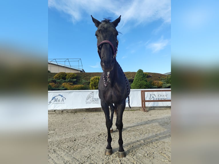 Purosangue inglese Giumenta 9 Anni 166 cm Baio scuro in MichałoWice