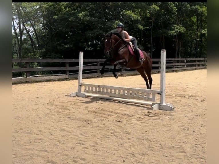 Purosangue inglese Giumenta 9 Anni 168 cm Baio scuro in Boone NC