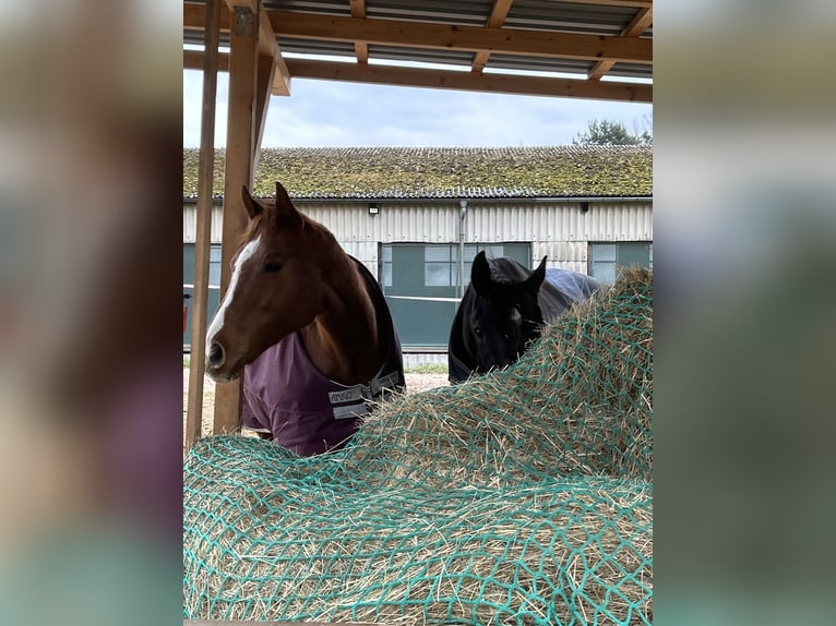 Purosangue inglese Giumenta 9 Anni 168 cm Sauro in Miltenberg