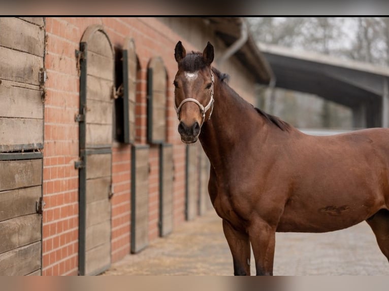 Purosangue inglese Sconosciuto 7 Anni 162 cm  in Bruchsal
