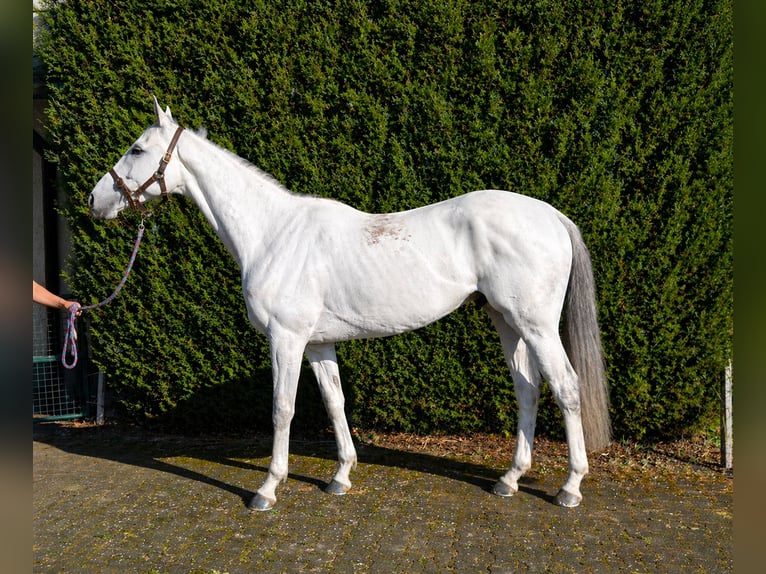 Purosangue inglese Sconosciuto 9 Anni 162 cm Grigio in Iffezheim