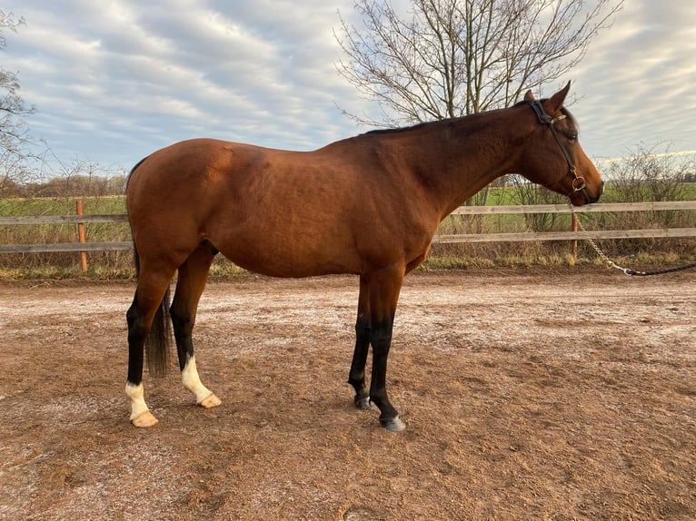 Purosangue inglese Stallone 10 Anni 160 cm Baio in Vadstena