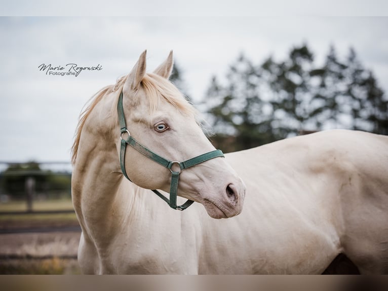Purosangue inglese Stallone 15 Anni 160 cm Perlino in Beaumont-Pied-de-Buf