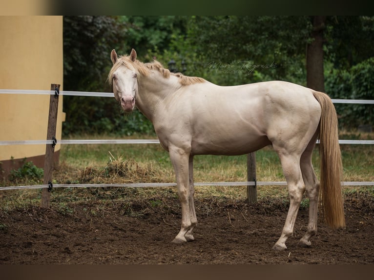 Purosangue inglese Stallone 16 Anni 160 cm Perlino in Beaumont-Pied-de-Buf