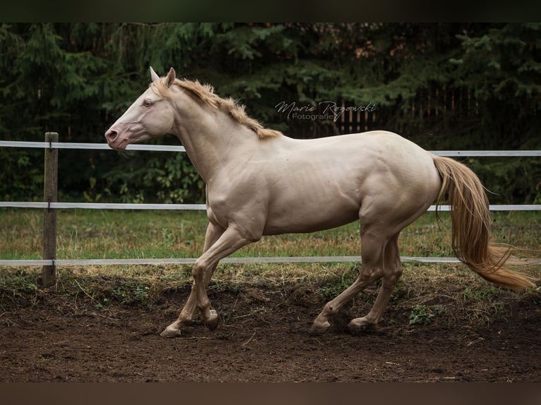 Purosangue inglese Stallone 16 Anni 160 cm Perlino in Beaumont-Pied-de-Buf