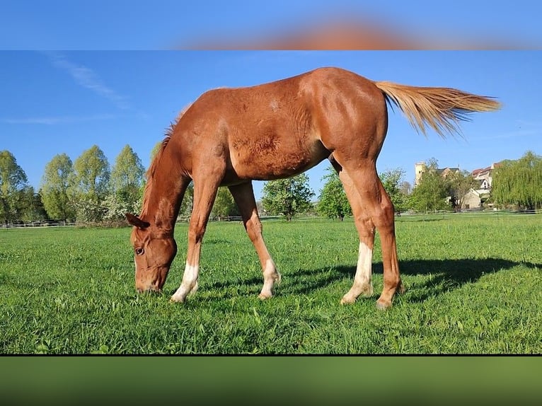 Purosangue inglese Stallone 2 Anni 160 cm Sauro in Grimma