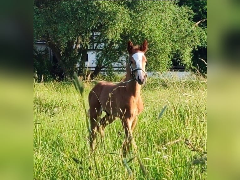 Purosangue inglese Stallone 2 Anni 160 cm Sauro in Grimma