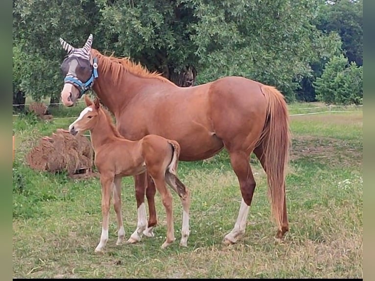 Purosangue inglese Stallone 2 Anni 160 cm Sauro in Grimma