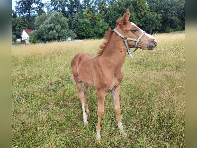 Purosangue inglese Stallone 2 Anni 160 cm Sauro in Grimma