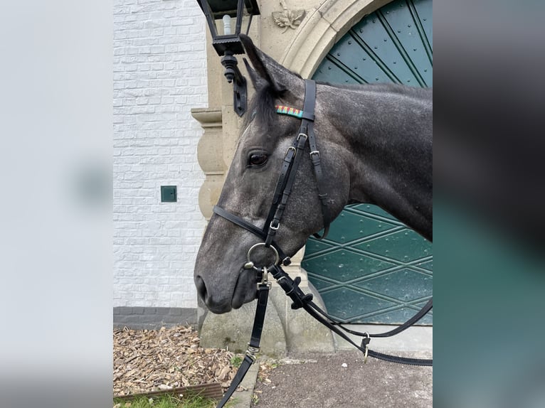 Purosangue inglese Stallone 3 Anni 158 cm Grigio ferro in Köln