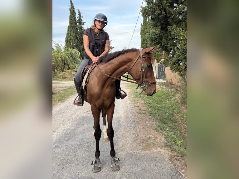 Purosangue inglese Stallone 3 Anni 160 cm Baio in Saint-Laurent-de-la-Salanque