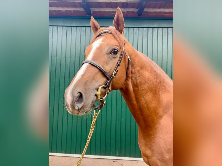 Purosangue inglese Stallone 3 Anni 162 cm Sauro in Hamburg