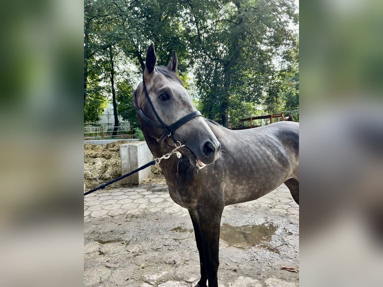 Purosangue inglese Stallone 3 Anni 165 cm Grigio in ZakrętWarszawa