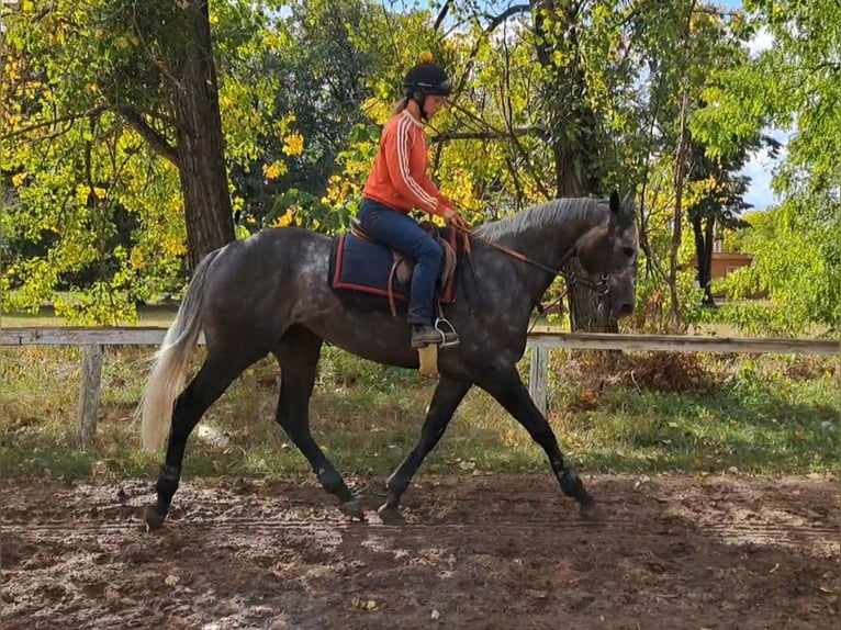 Purosangue inglese Stallone 3 Anni 166 cm Grigio in Dunakeszi Purosangue inglese Stallone 3 Anni 166 cm Grigio in Dunakeszi