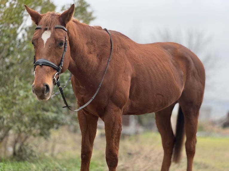 Purosangue inglese Stallone 3 Anni 168 cm Sauro scuro in Csömör