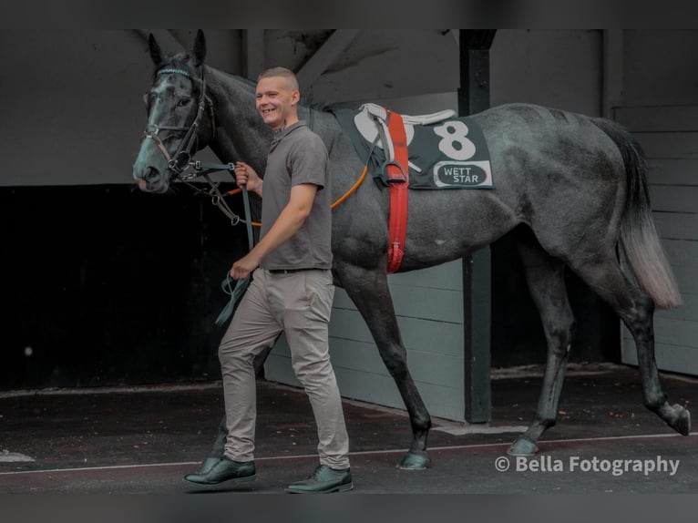 Purosangue inglese Stallone 3 Anni 170 cm Grigio ferro in Bremen