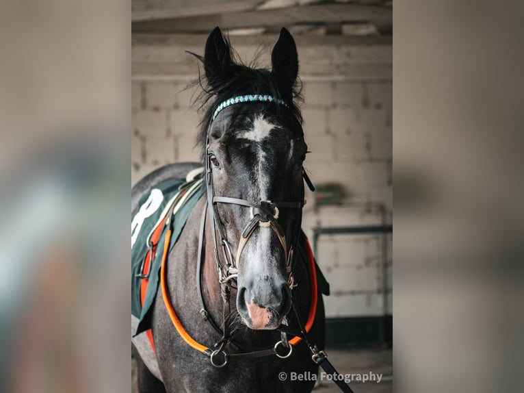 Purosangue inglese Stallone 3 Anni 170 cm Grigio ferro in Bremen