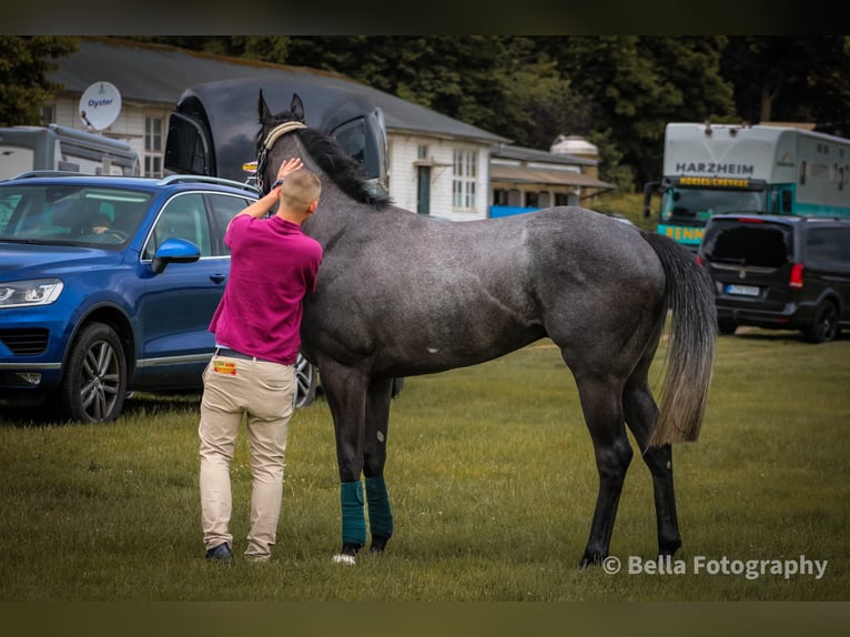 Purosangue inglese Stallone 3 Anni 170 cm Grigio ferro in Bremen