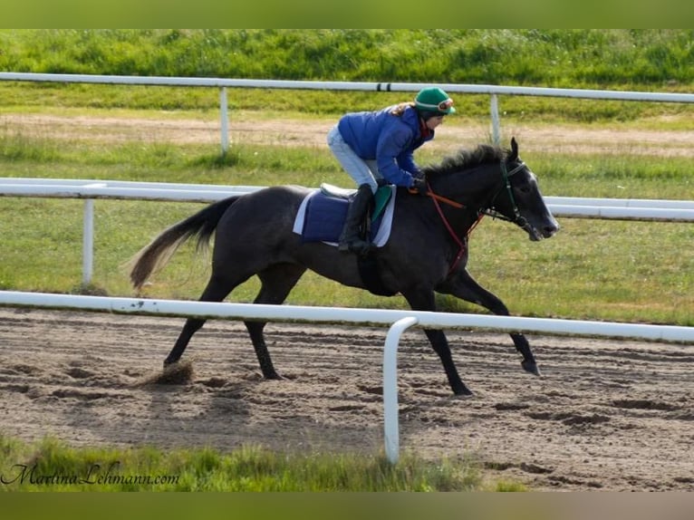 Purosangue inglese Stallone 3 Anni 170 cm Grigio ferro in Bremen