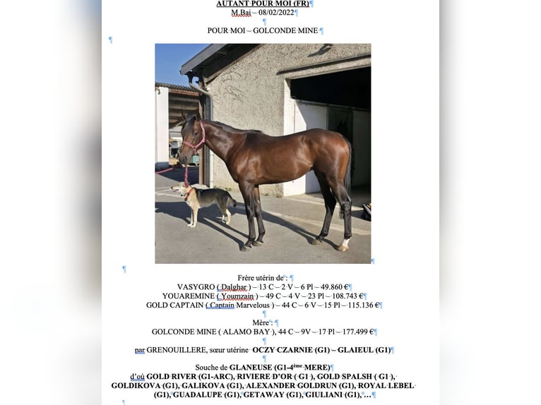 Purosangue inglese Stallone 4 Anni 160 cm Baio in PAU