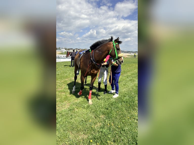 Purosangue inglese Stallone 4 Anni 165 cm Baio in Lumina