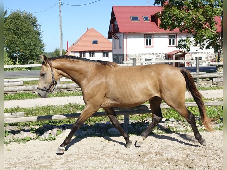Purosangue inglese Stallone 5 Anni 162 cm Pelle di daino in Ruila