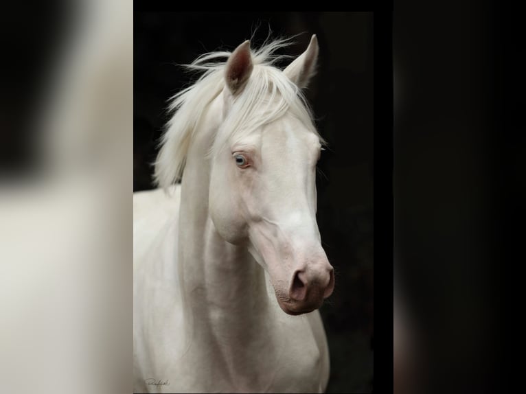 Purosangue inglese Stallone 5 Anni 162 cm Pelle di daino in Ruila