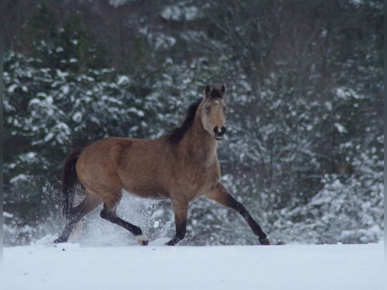 Purosangue inglese Stallone 5 Anni 162 cm Pelle di daino in Ruila