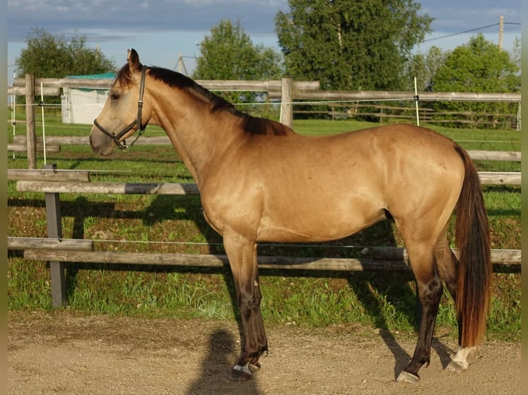 Purosangue inglese Stallone 5 Anni 162 cm Pelle di daino in Ruila
