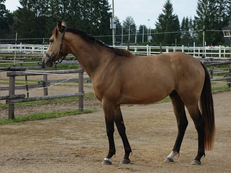 Purosangue inglese Stallone 5 Anni 162 cm Pelle di daino in Ruila