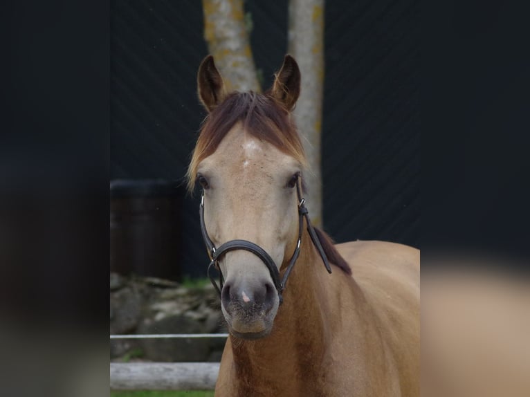 Purosangue inglese Stallone 5 Anni 162 cm Pelle di daino in Ruila