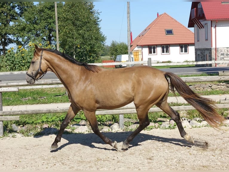 Purosangue inglese Stallone 5 Anni 162 cm Pelle di daino in Ruila