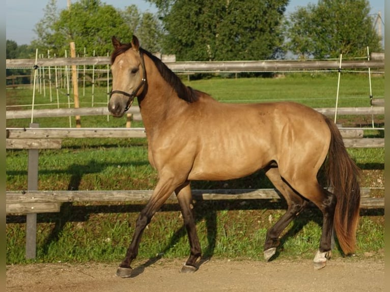 Purosangue inglese Stallone 5 Anni 162 cm Pelle di daino in Ruila