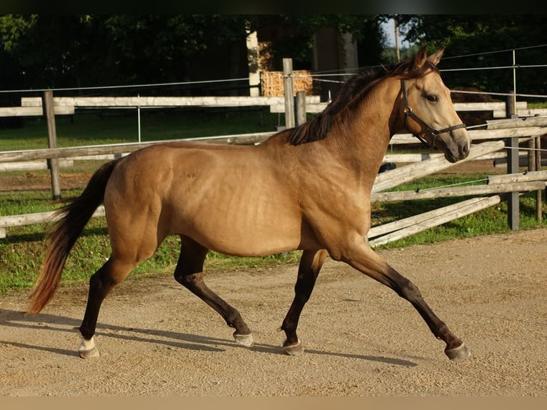 Purosangue inglese Stallone 5 Anni 162 cm Pelle di daino in Ruila
