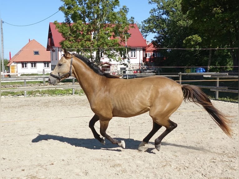 Purosangue inglese Stallone 5 Anni 162 cm Pelle di daino in Ruila