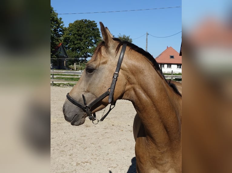 Purosangue inglese Stallone 5 Anni 162 cm Pelle di daino in Ruila