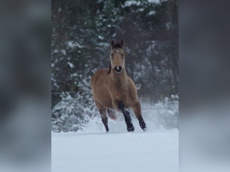Purosangue inglese Stallone 5 Anni 162 cm Pelle di daino in Ruila