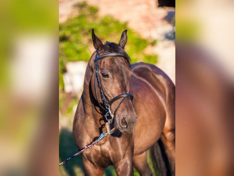 Purosangue inglese Stallone 5 Anni 162 cm Pelle di daino in Ruila