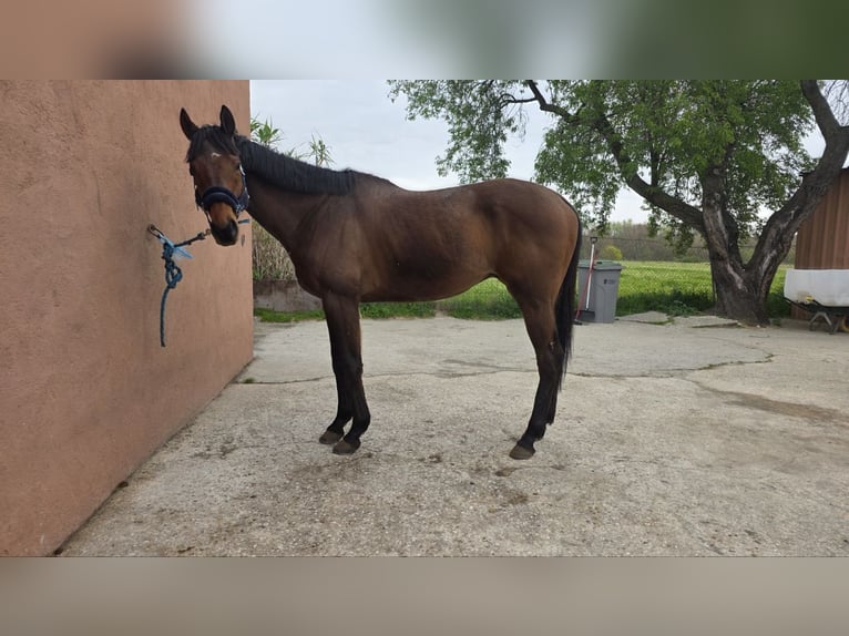 Purosangue inglese Stallone 6 Anni 185 cm Baio in 28708