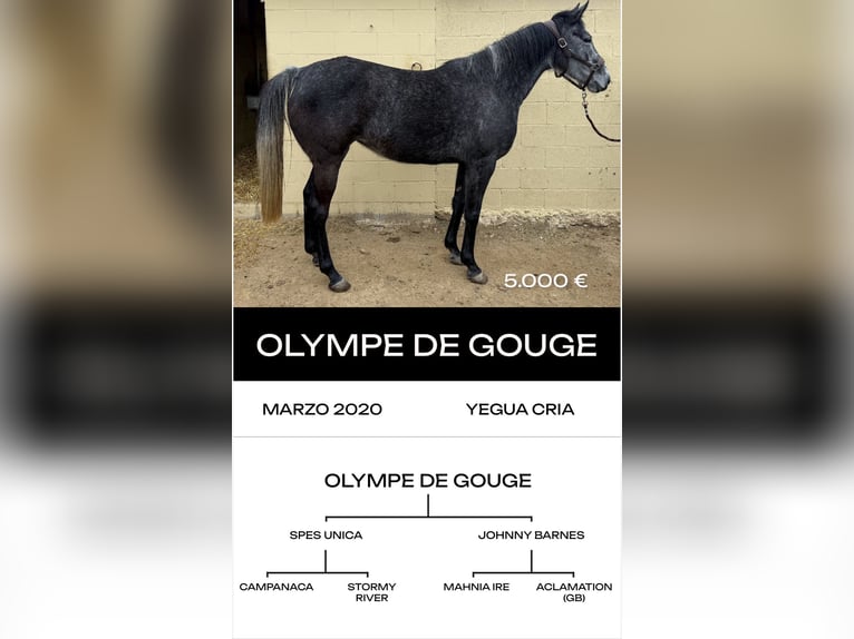 Purosangue inglese Stallone 6 Anni  in MadridMadrid